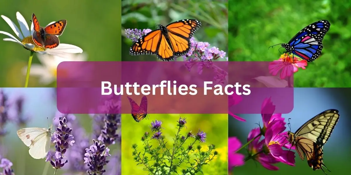 All about Butterflies Facts