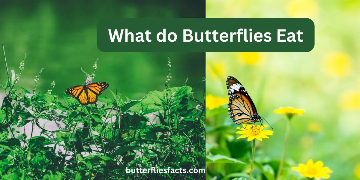 What do and how do Butterflies Eat