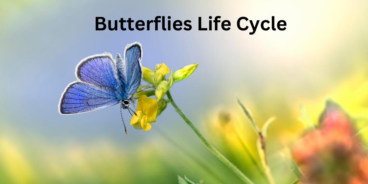 Butterflies Life Cycle - Complete Metamorphosis