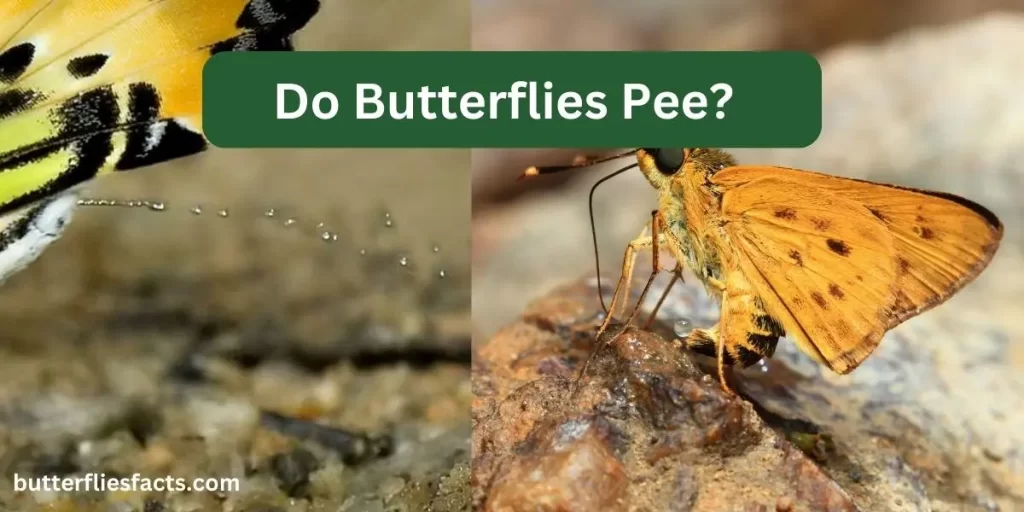 Do Butterflies Pee