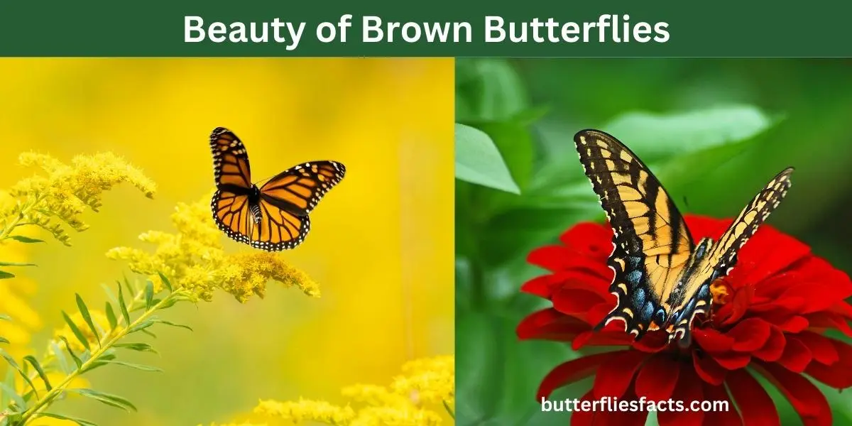 Exploring-the-Beauty-of-Brown-Butterflies