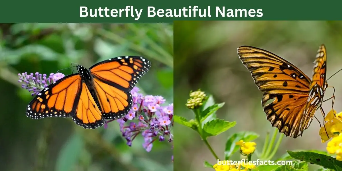 Graceful Names Inspired by Butterfly Species