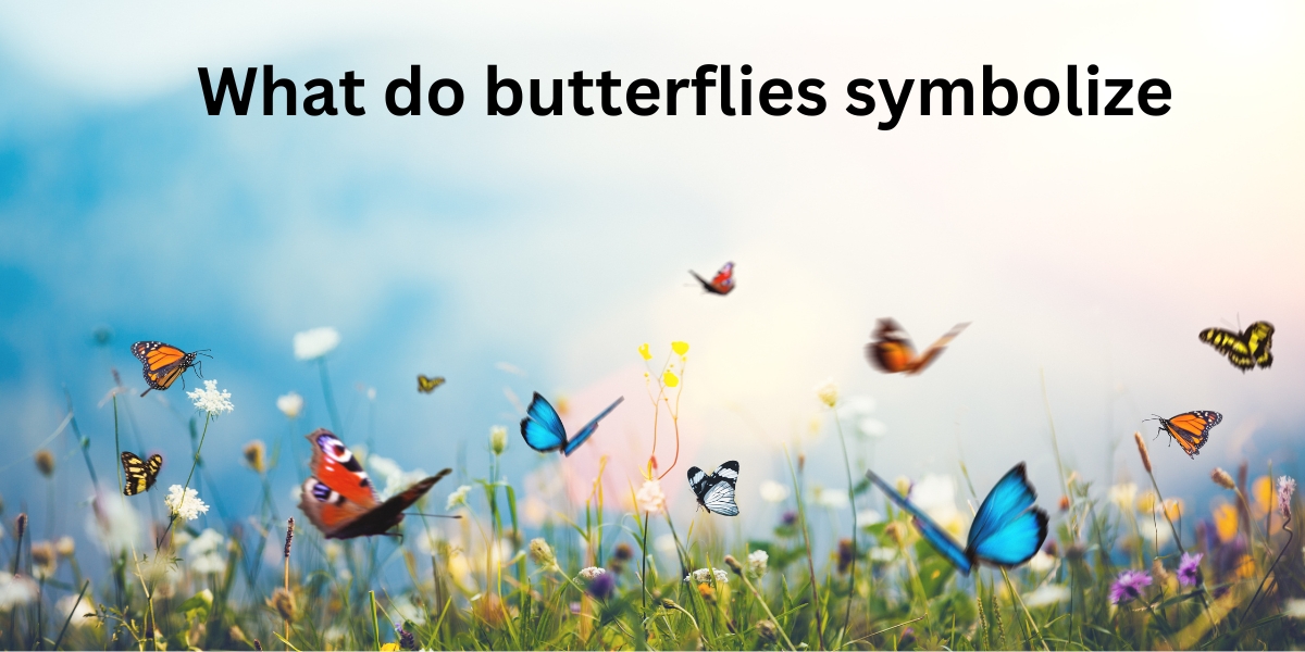 What do butterflies symbolize - Meaning Behind these Enchanting Creatures